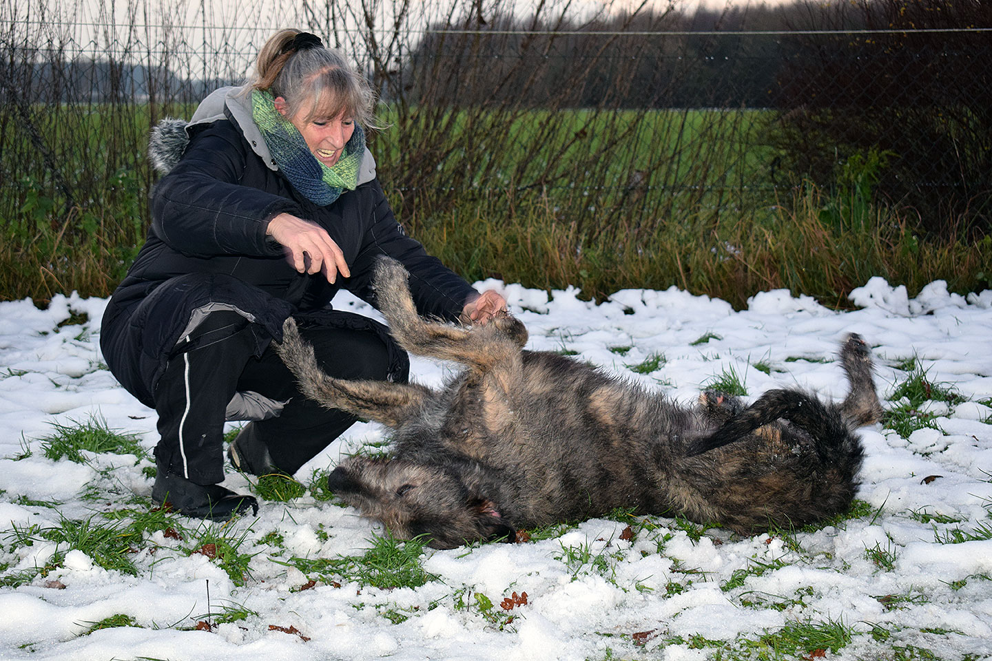 Irish Wolfhound Club e.V.