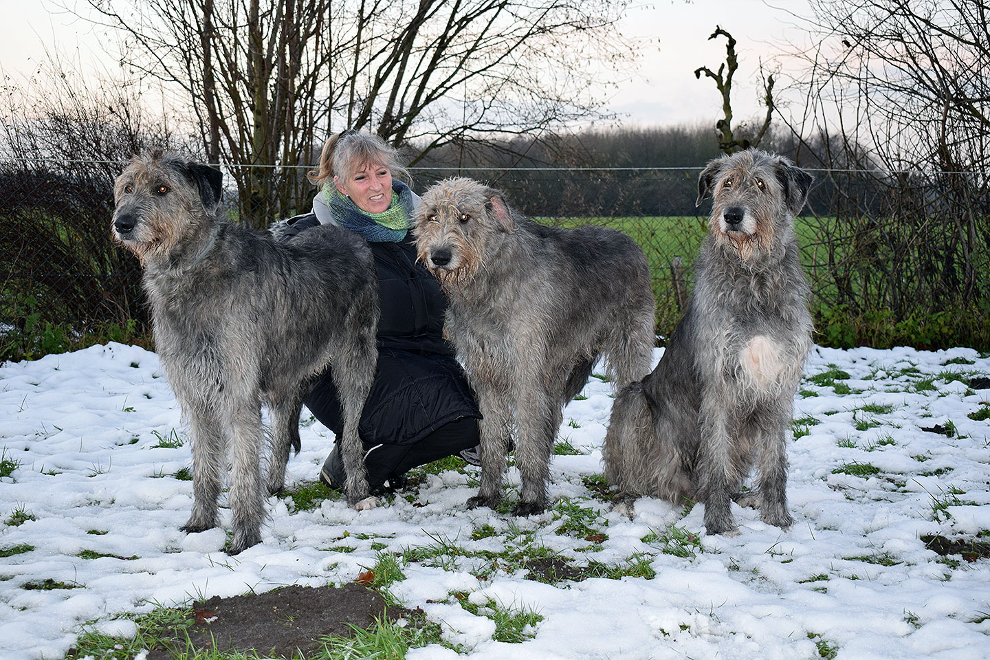 Irish Wolfhound Club e.V.