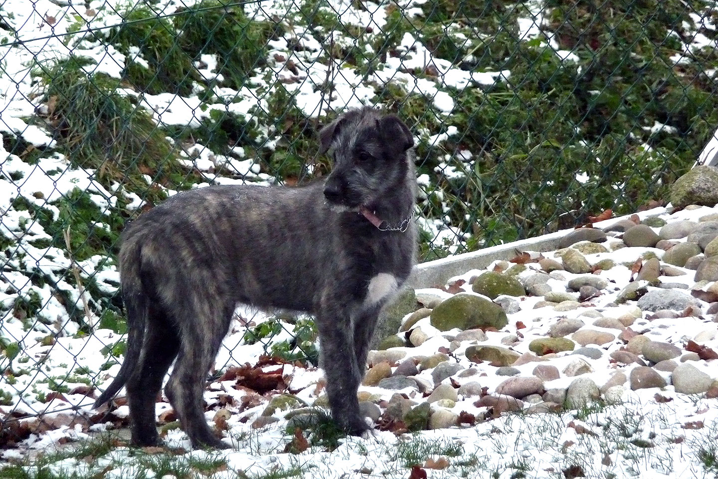 Irish Wolfhound Club e.V.