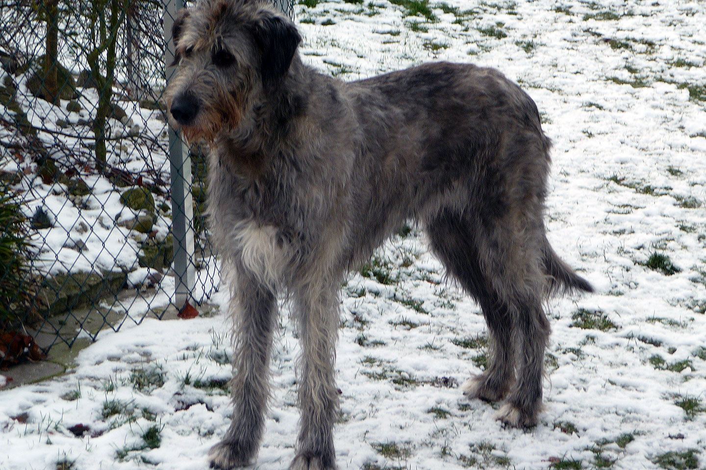 Irish Wolfhound Club e.V.