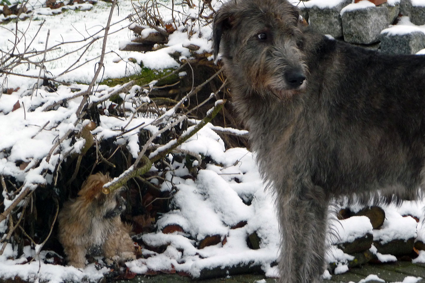 Irish Wolfhound Club e.V.