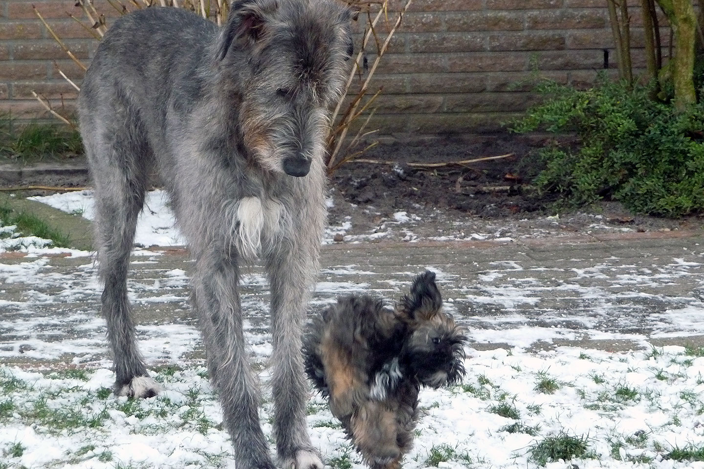Irish Wolfhound Club e.V.