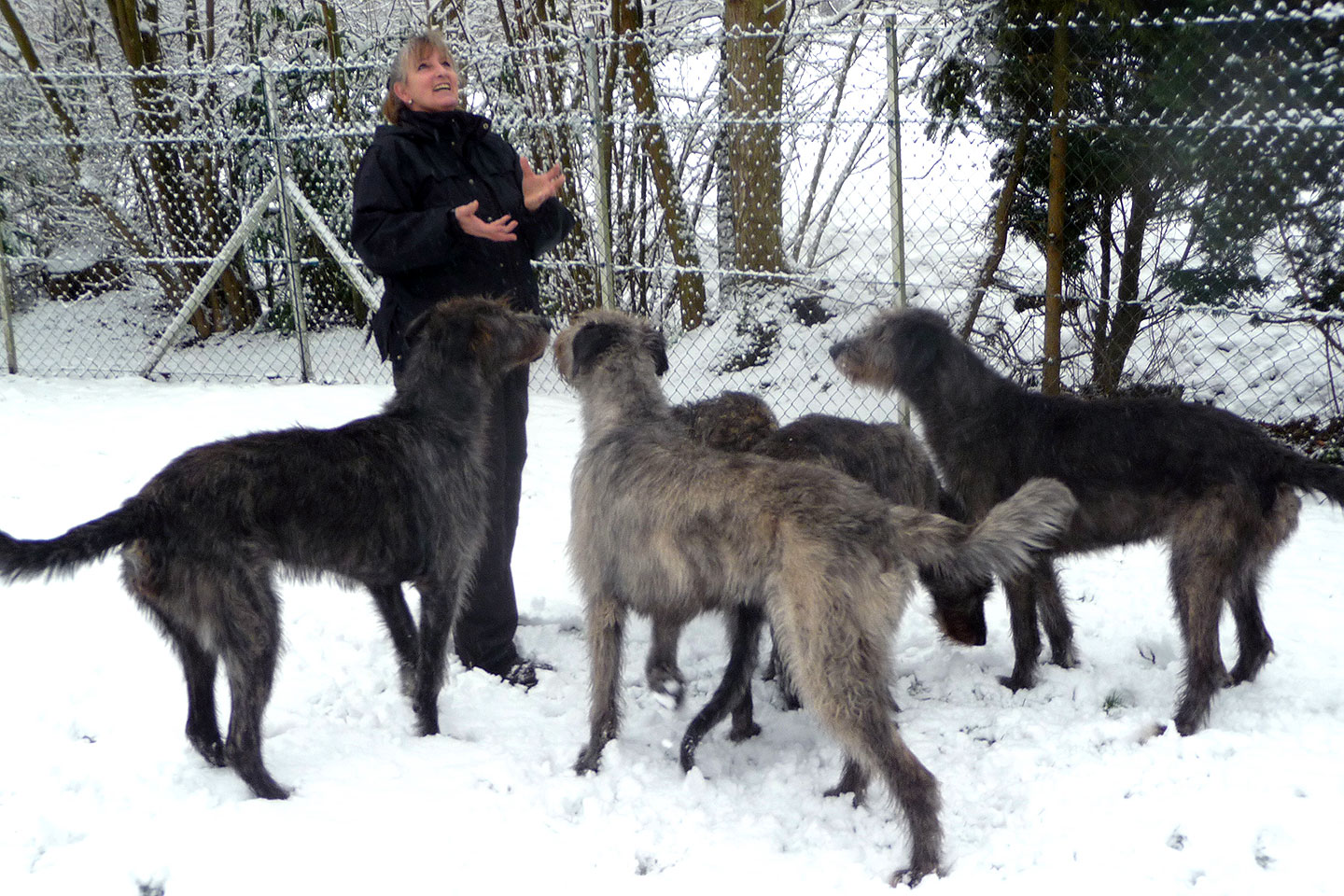 Irish Wolfhound Club e.V.