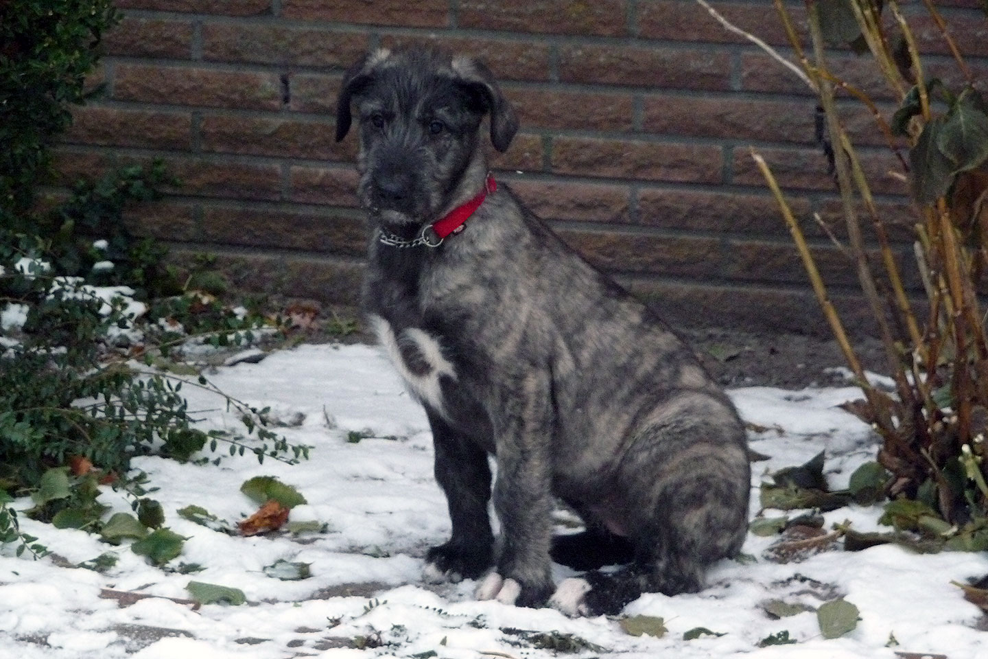 Irish Wolfhound Club e.V.