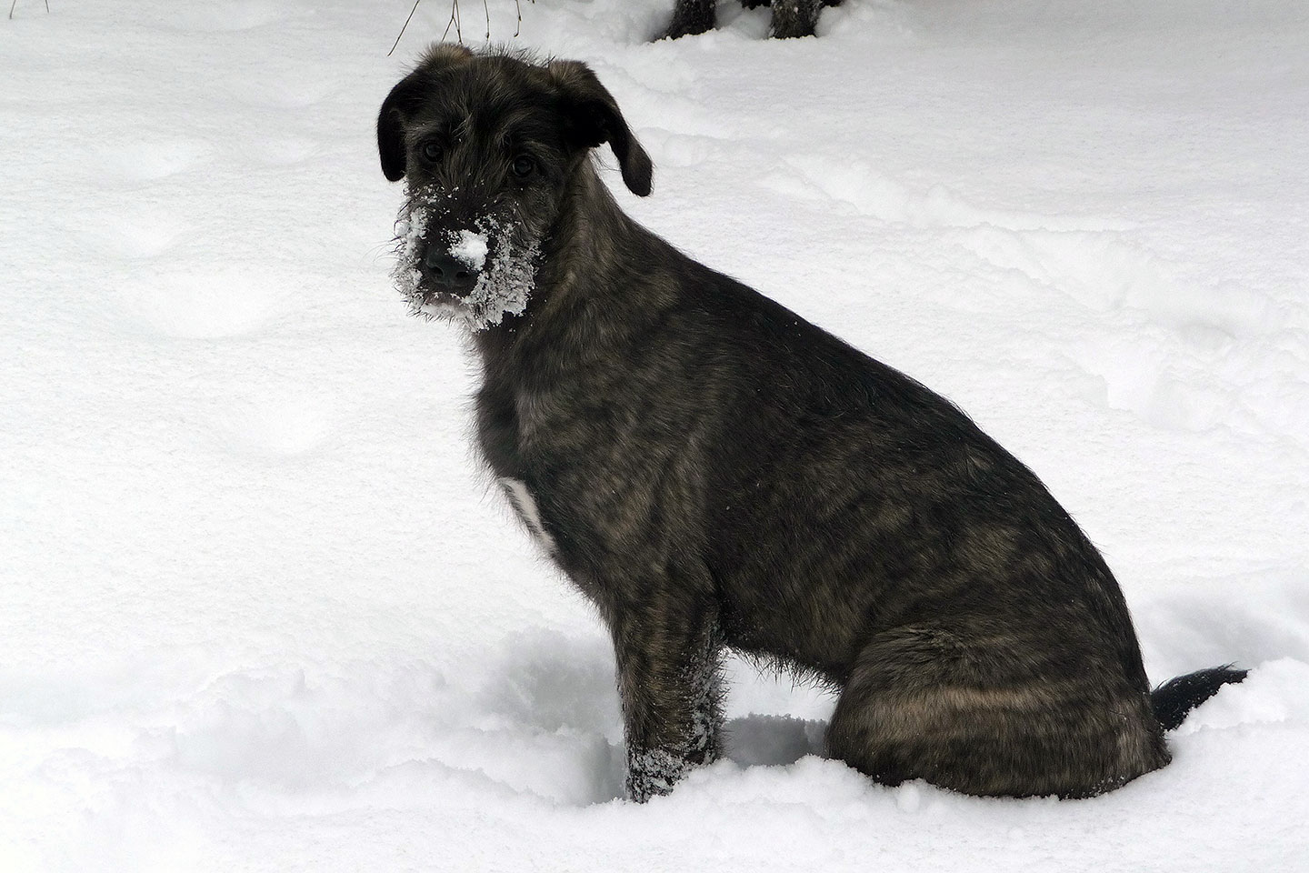Irish Wolfhound Club e.V.