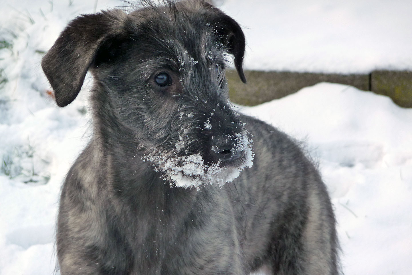 Irish Wolfhound Club e.V.