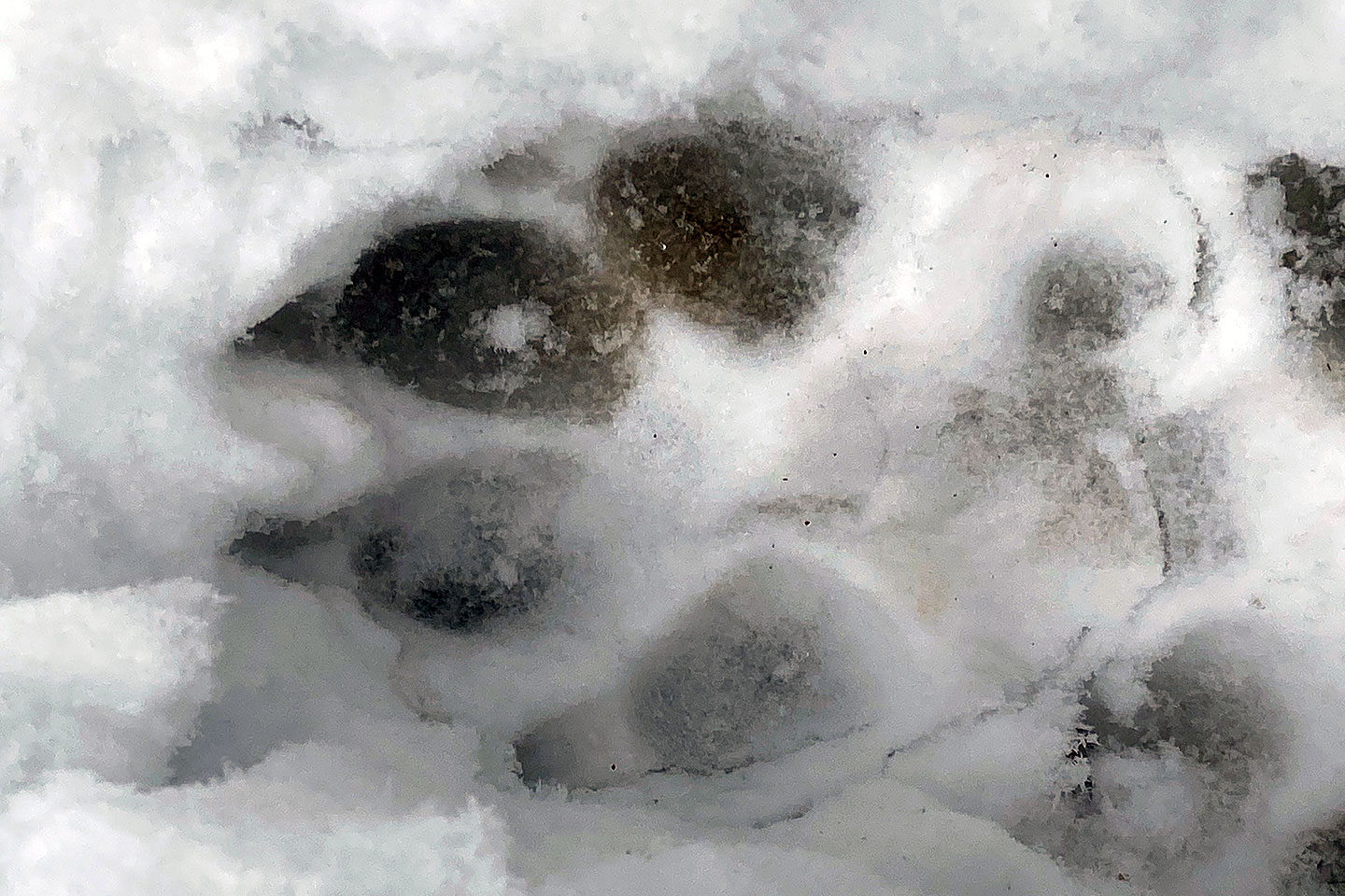 Irish Wolfhound Club e.V.