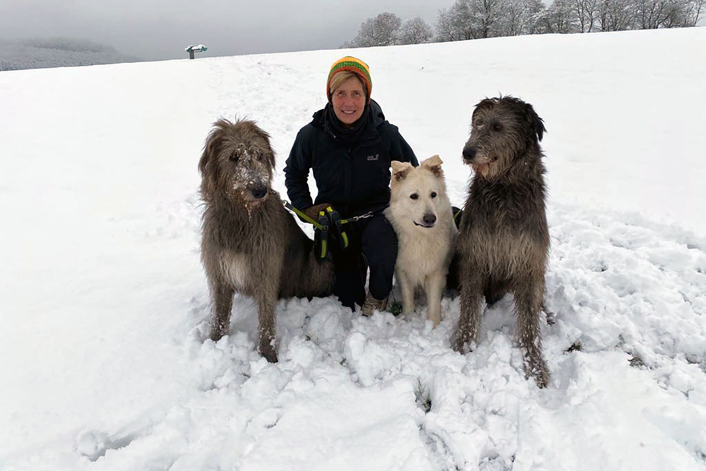 Irish Wolfhound Club e.V.