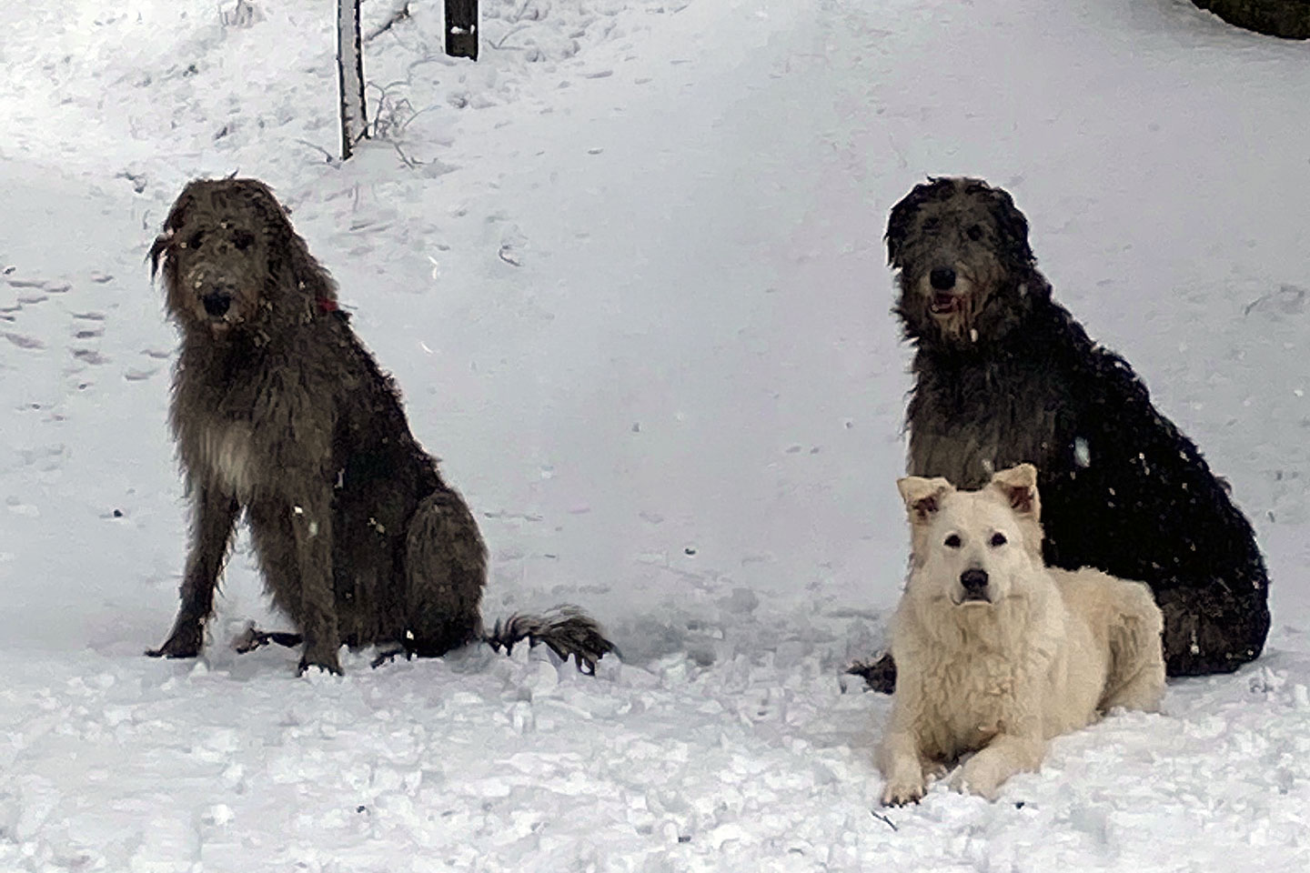 Irish Wolfhound Club e.V.