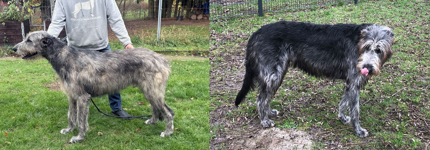 Deckmeldung aus dem Zwinger "<span class="text-uppercase">Gentle Giant of the North</span>"