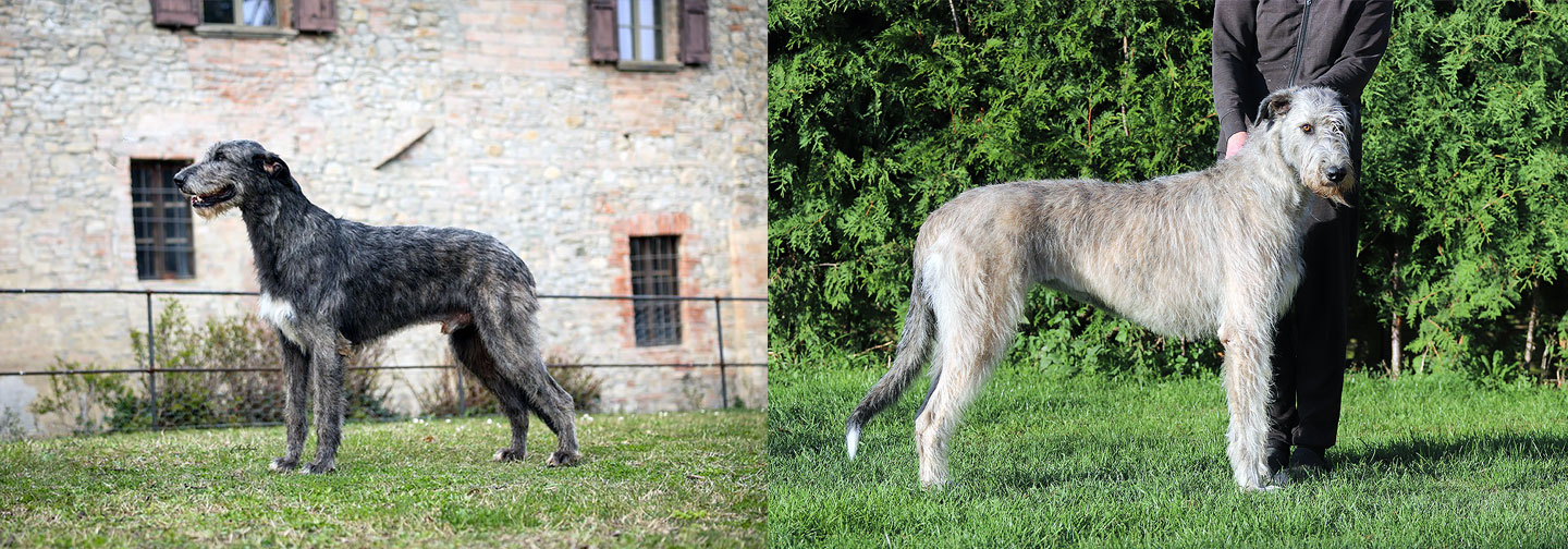 Deckmeldung aus dem Zwinger "<span class="text-uppercase">Precious Power</span>"