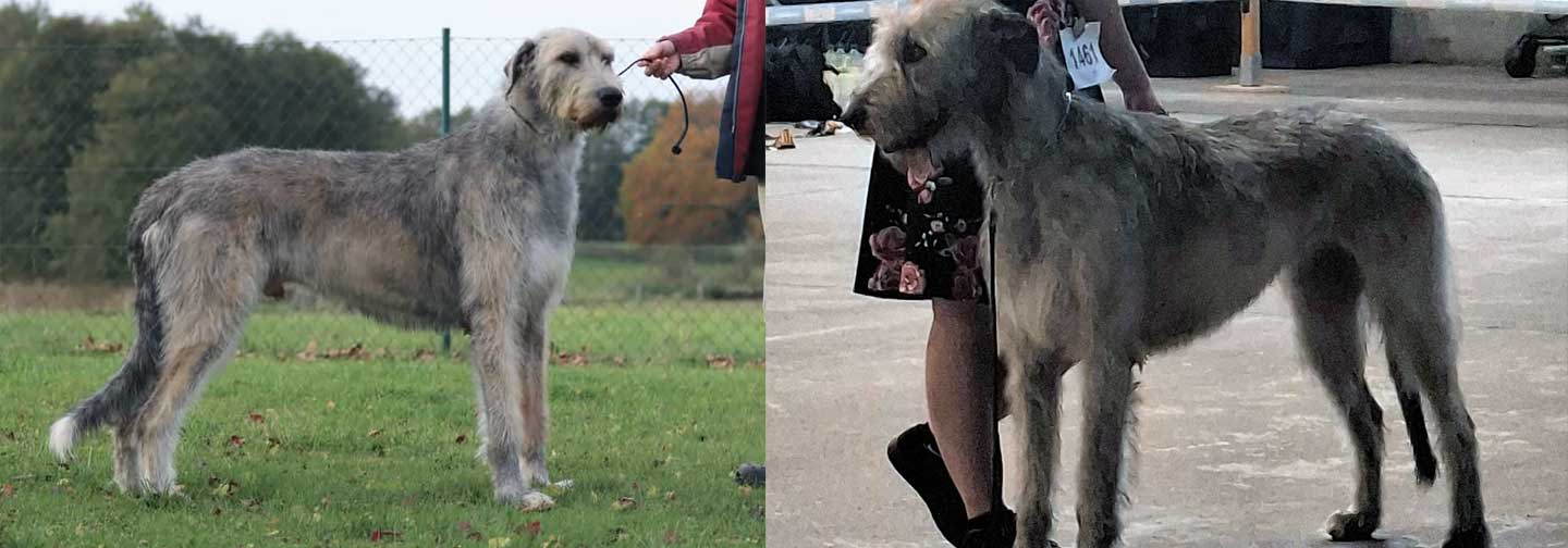 Deckmeldung aus dem Zwinger "<span class="text-uppercase">von Cherrys Mondscheinmühle</span>"