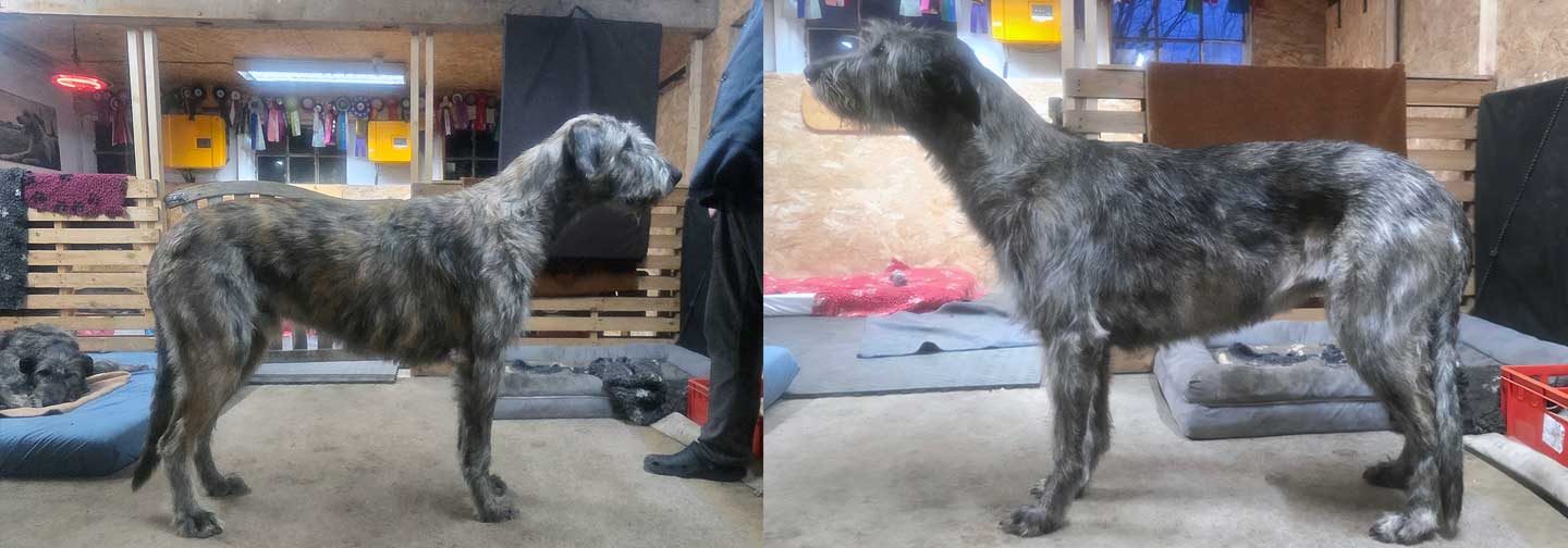 Deckmeldung aus dem Zwinger "<span class="text-uppercase">cara iontach</span>"