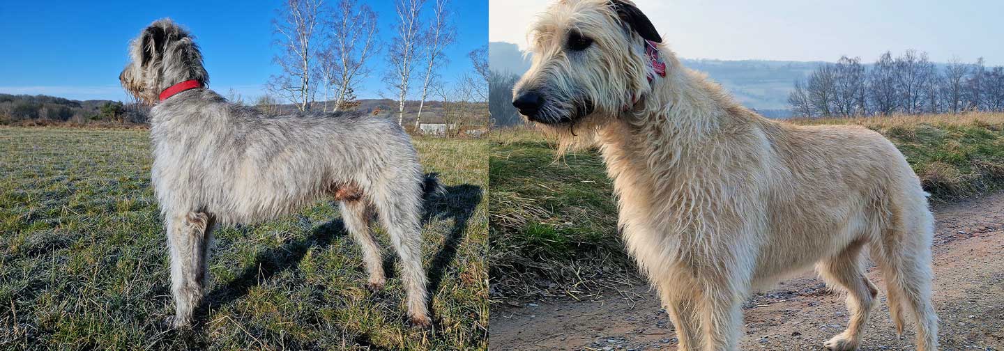 Deckmeldung aus dem Zwinger "<span class="text-uppercase">Cazador de Lobos</span>"