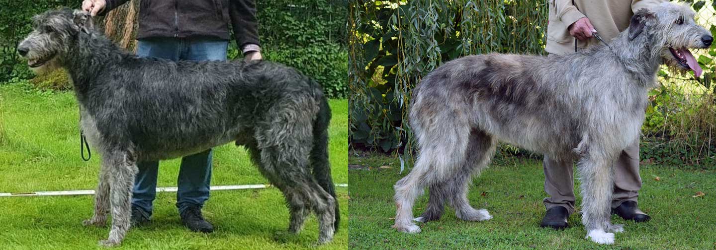 Deckmeldung aus dem Zwinger "<span class="text-uppercase">Celtic Shamrock</span>"