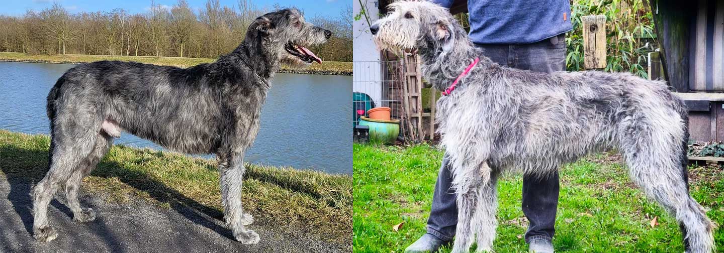 Deckmeldung aus dem Zwinger "<span class="text-uppercase">Celtic Sight</span>"