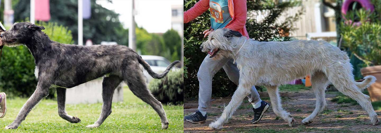 Deckmeldung aus dem Zwinger "<span class="text-uppercase">von der Tielenau</span>"