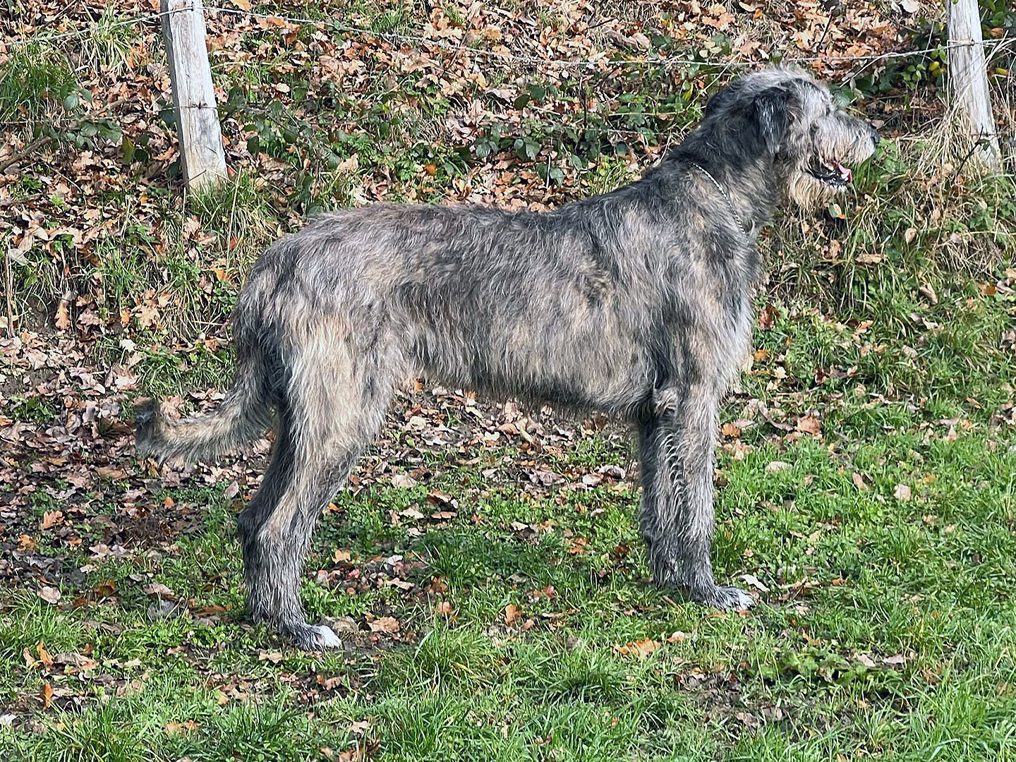 Ballroth Hills Gentle Connor