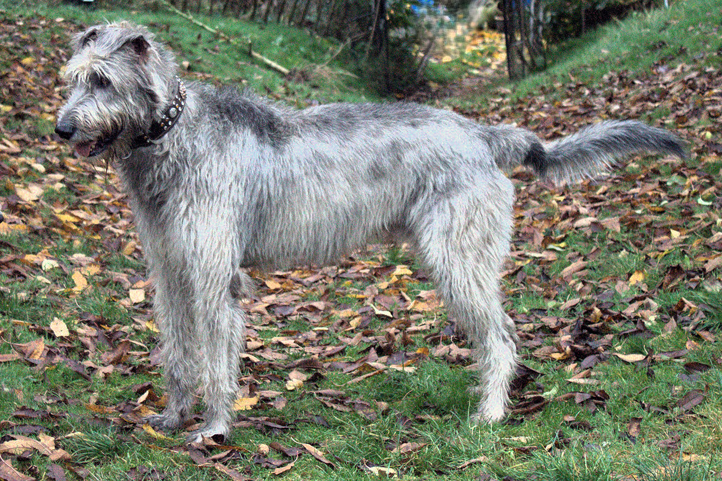 Gatsby Wallmia Bohemia