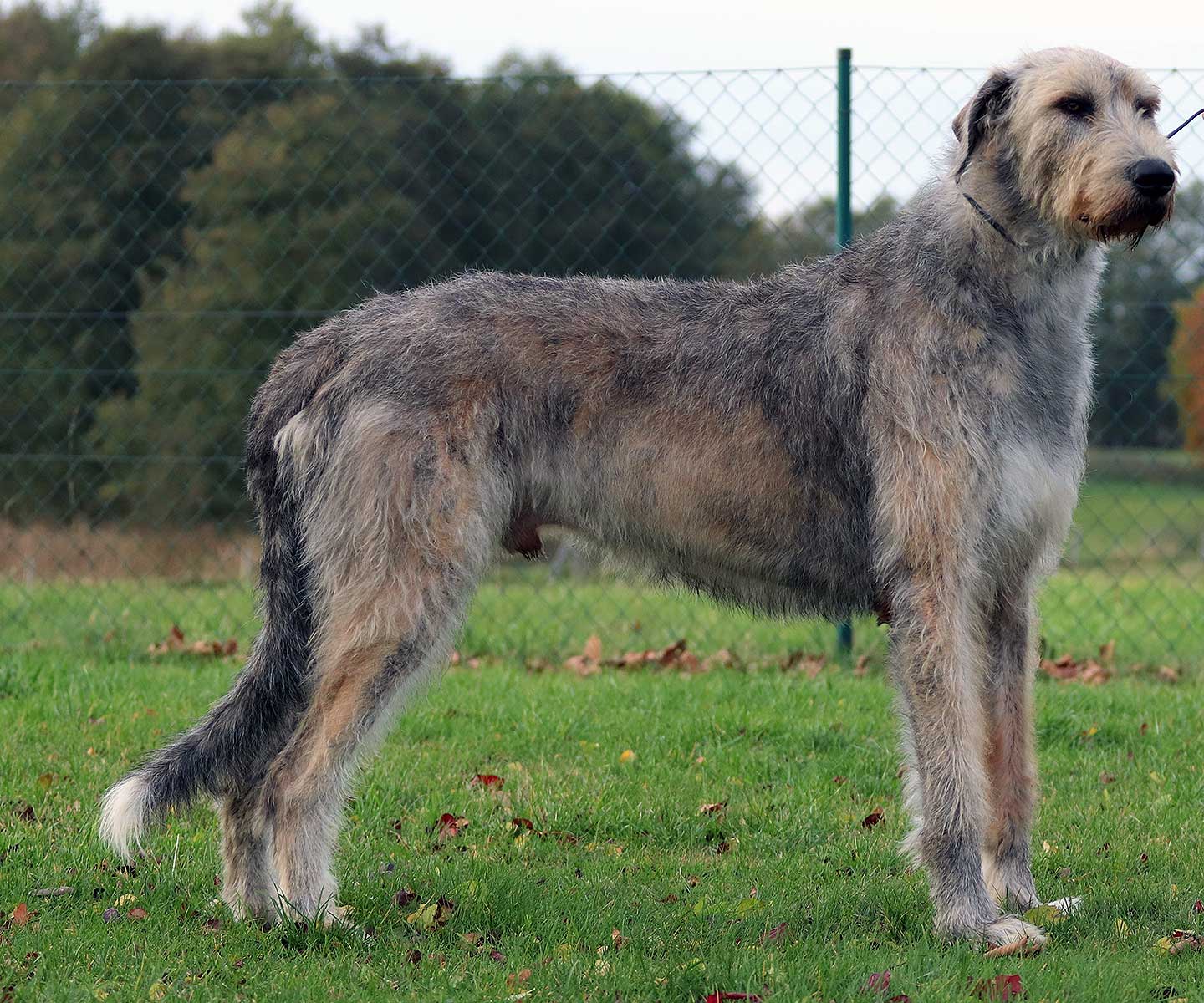 Precious Power Idris-Ivory