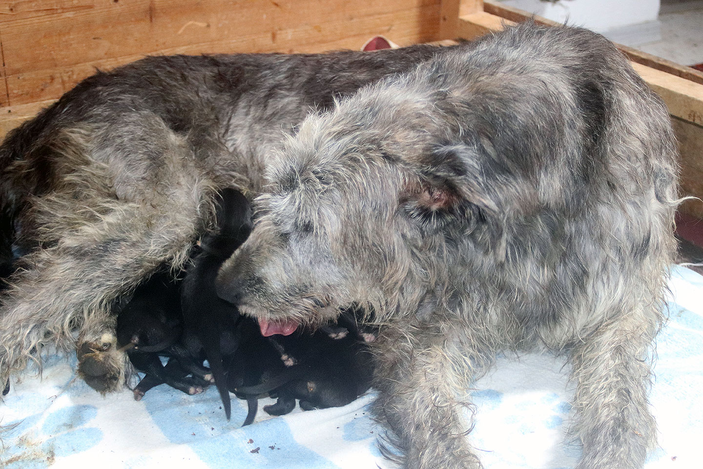 Im Zwinger „<span class="text-uppercase">Dahmrak´s</span>" wurden am 07.12.2025 Welpen geboren