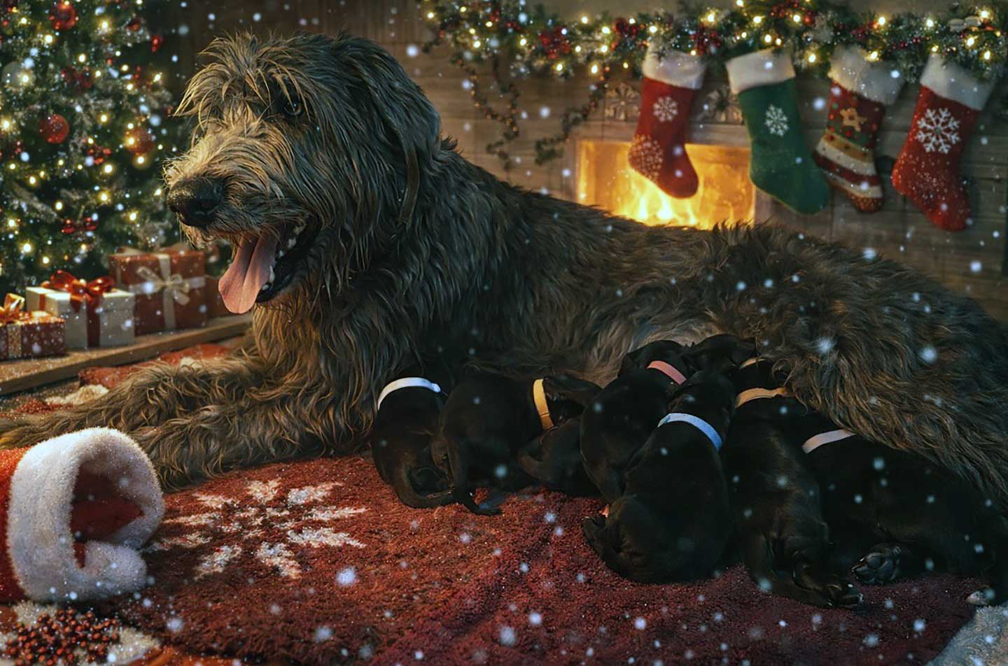 Im Zwinger „<span class="text-uppercase">from the gentle bavarian giants</span>" wurden am 22.12.2025 Welpen geboren 