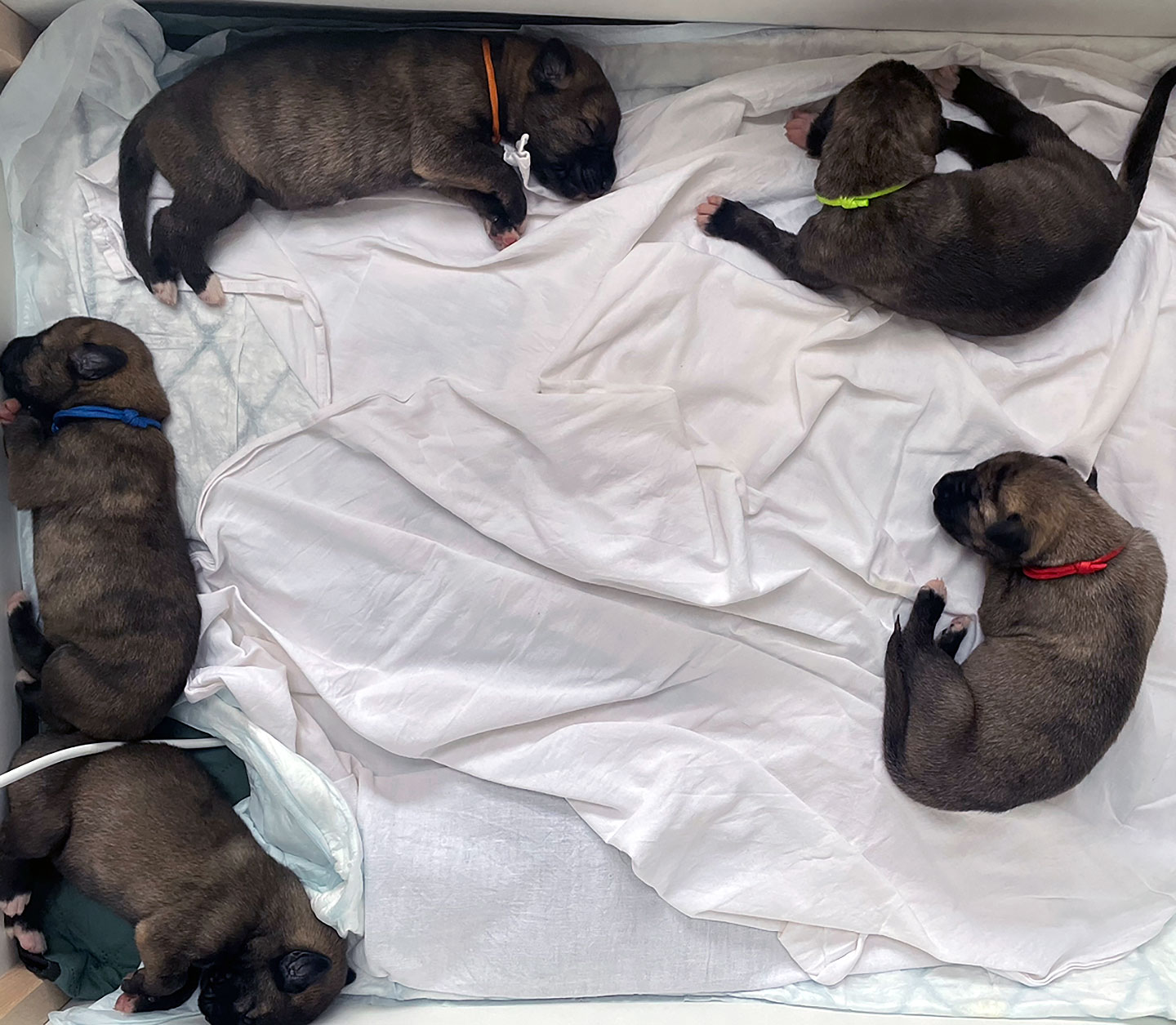 Im Zwinger „<span class="text-uppercase">Gentle Giant of the North</span>" wurden am 07.12.2025 Welpen geboren 