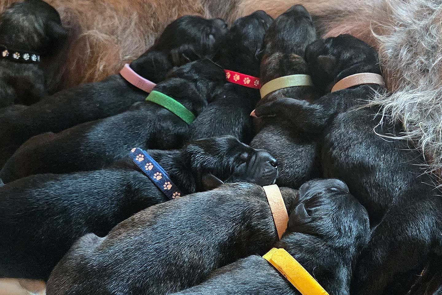 Im Zwinger „<span class="text-uppercase">cara iontach</span>" wurden am 06.03.2026 Welpen geboren 