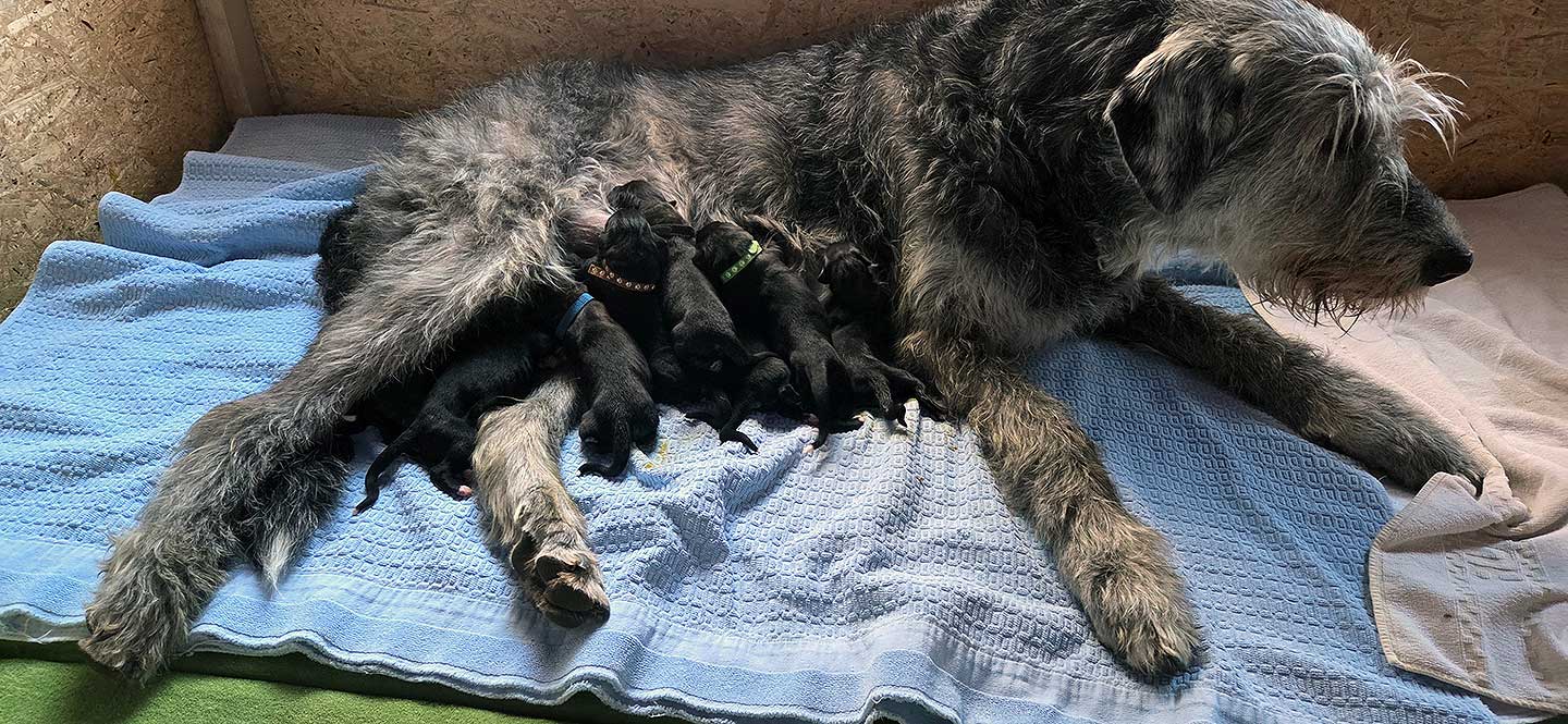 Im Zwinger „<span class="text-uppercase">cara iontach</span>" wurden am 31.03.2026 Welpen geboren 