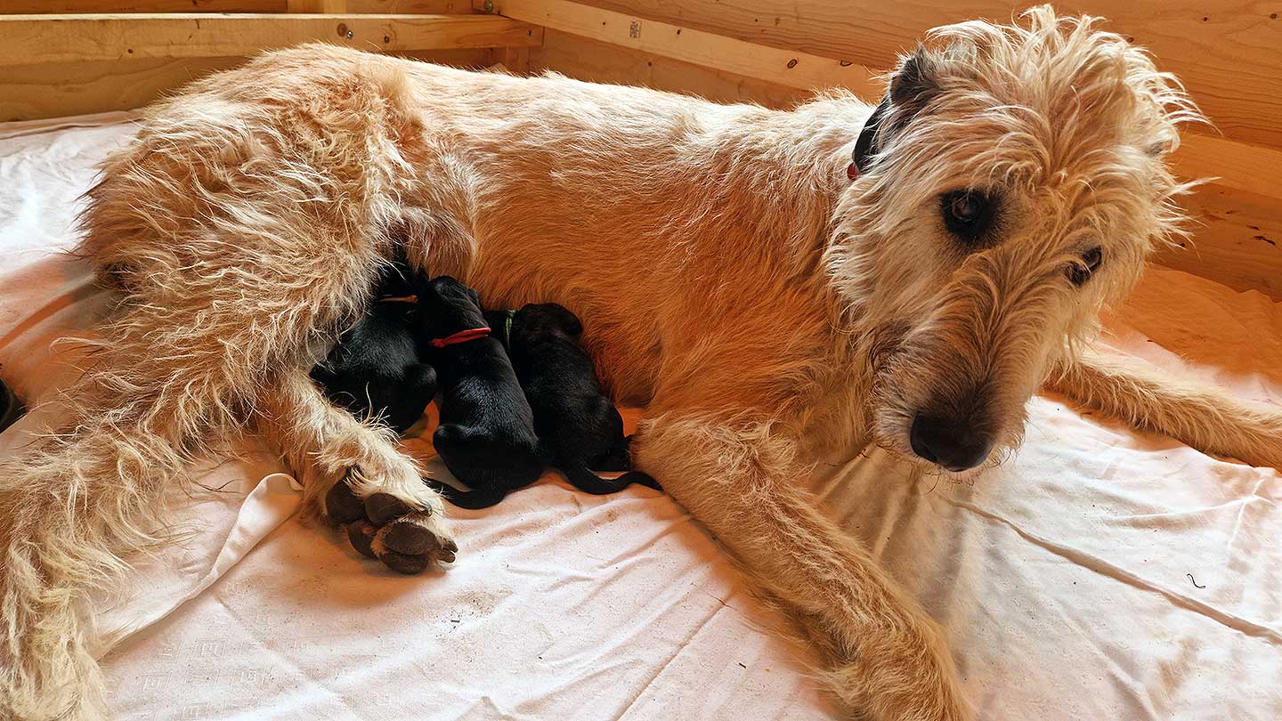 Im Zwinger „<span class="text-uppercase">cazador de lobos</span>" wurden am 09.04.2026 Welpen geboren 