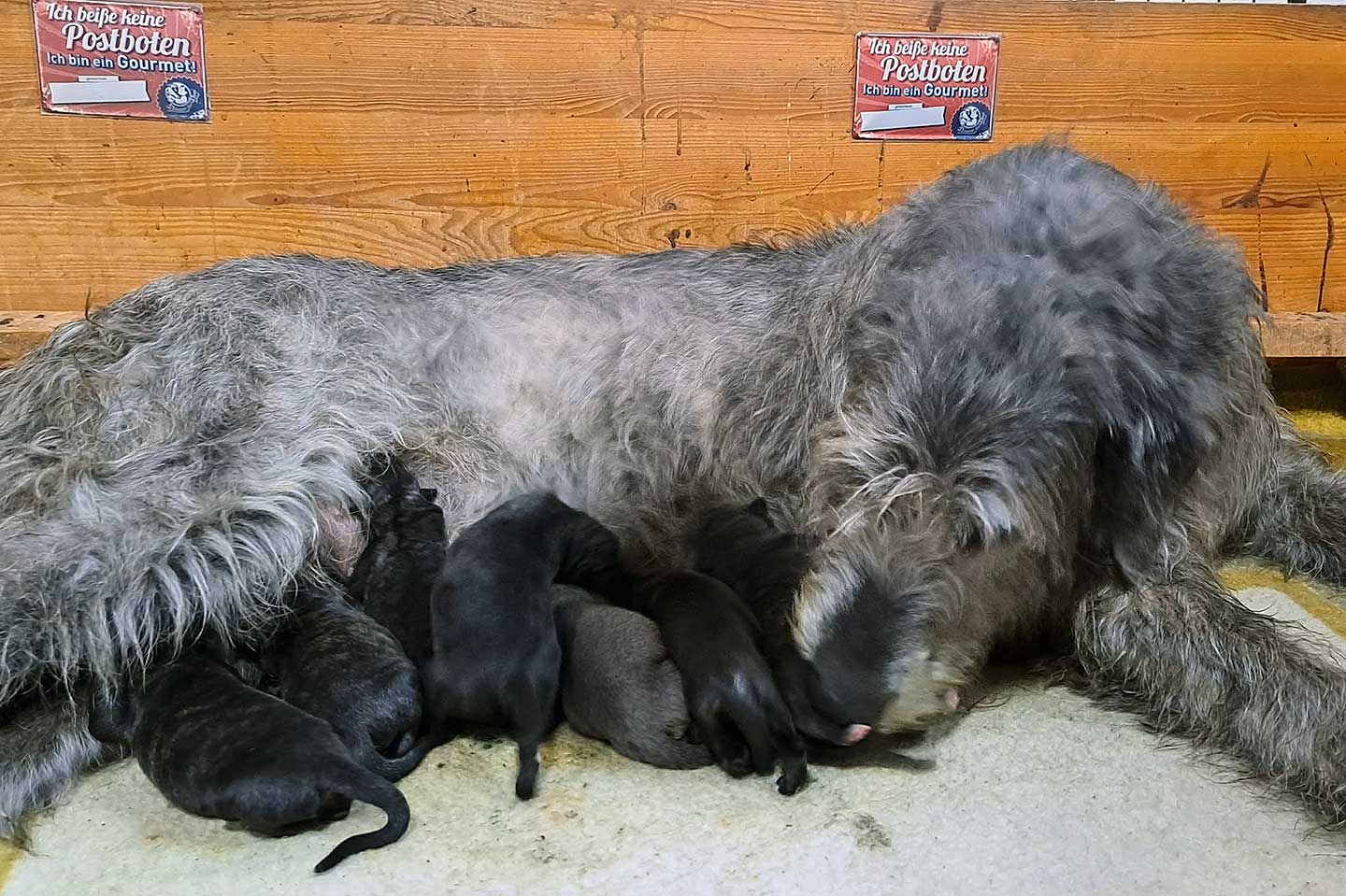 Im Zwinger „<span class="text-uppercase">Dahmrak´s</span>" wurden am 27.02.2026 Welpen geboren 