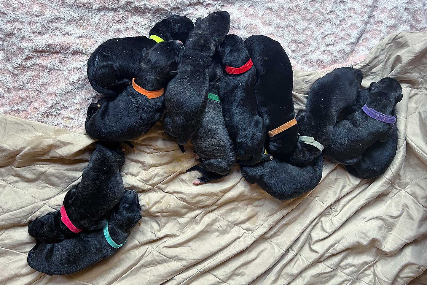 Im Zwinger „<span class="text-uppercase">Lislea’s</span>" wurden am 04.03.2026 Welpen geboren 