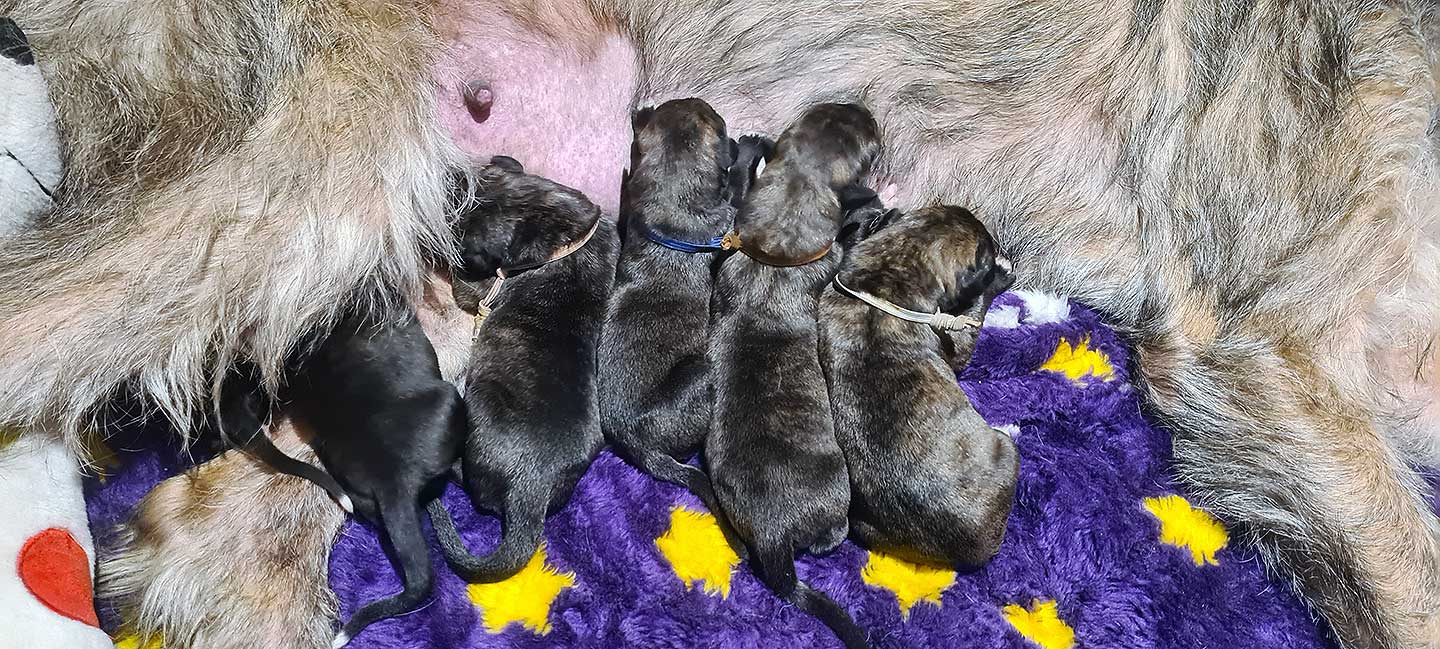 Im Zwinger „<span class="text-uppercase">Neuschwanstein IW&D’s</span>" wurden am 30.01.2026 Welpen geboren 