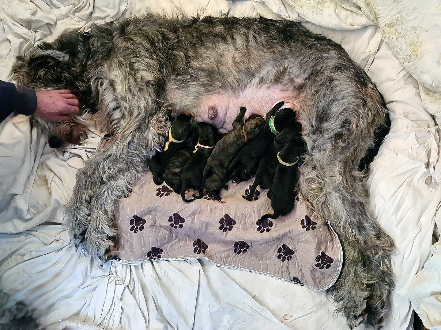 Im Zwinger „<span class="text-uppercase">Neuschwanstein IW&D’s</span>" wurden am 04.04.2026 Welpen geboren 