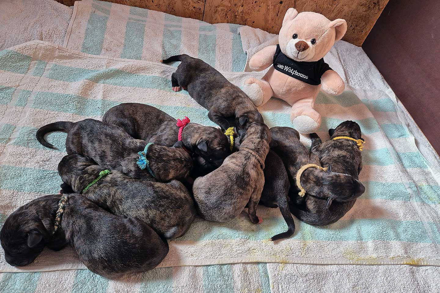 Im Zwinger „<span class="text-uppercase">von Cherrys Mondscheinmühle</span>" wurden am 30.01.2026 Welpen geboren 